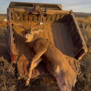 Buck laid across UTV cargo bed at sunset